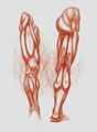 Michael Hensley Drawings, Human Anatomy 40